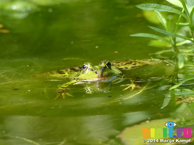 FZ008327 Submerged Marsh frog (Pelophylax ridibundus)